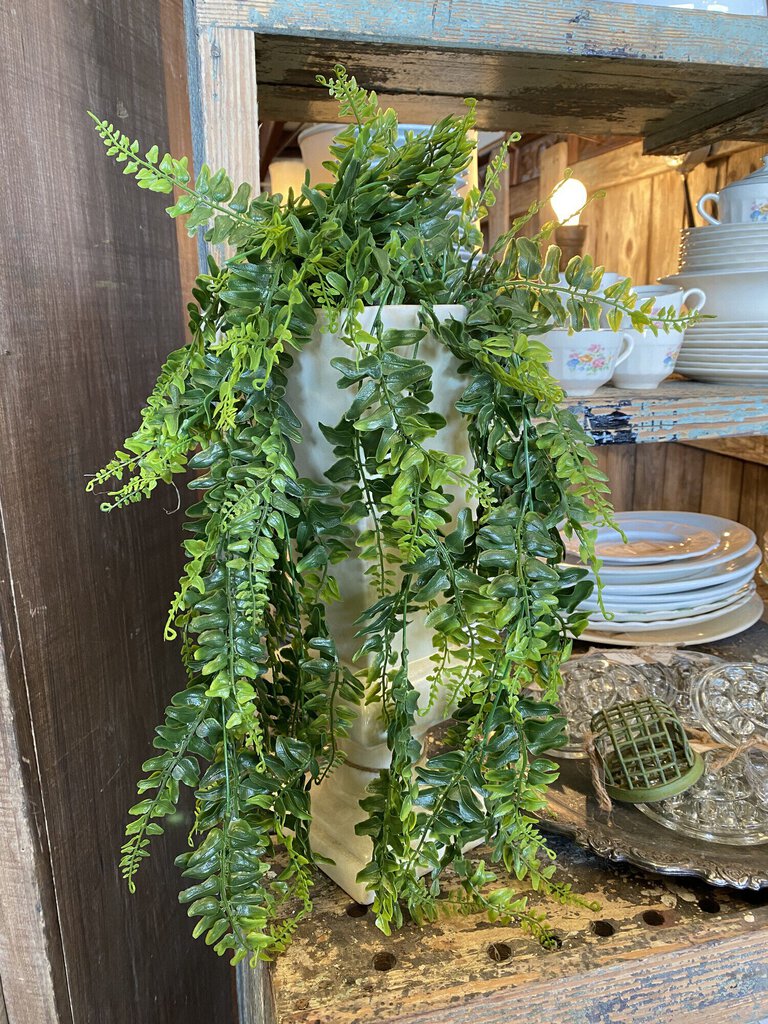 Draping Boston Fern