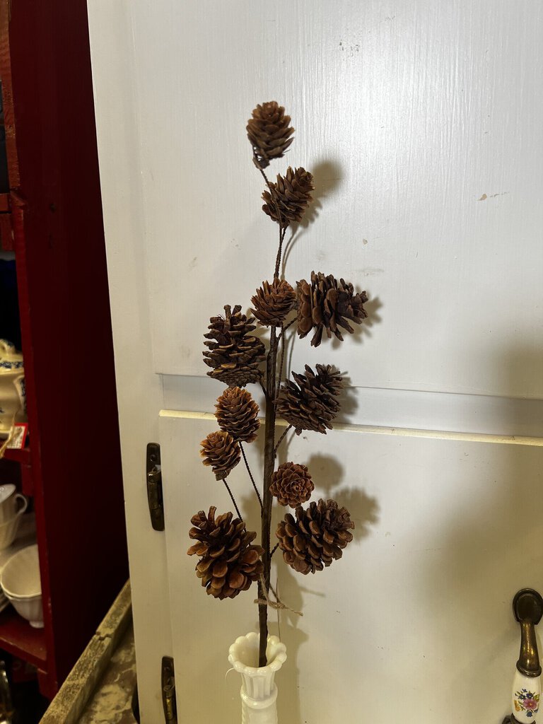 PINECONE STEM