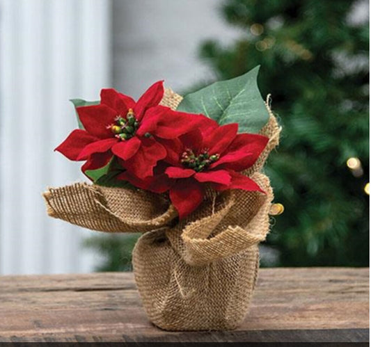 CHRISTMAS POINSETTIA