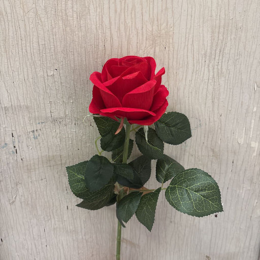 LONG STEM ROSE