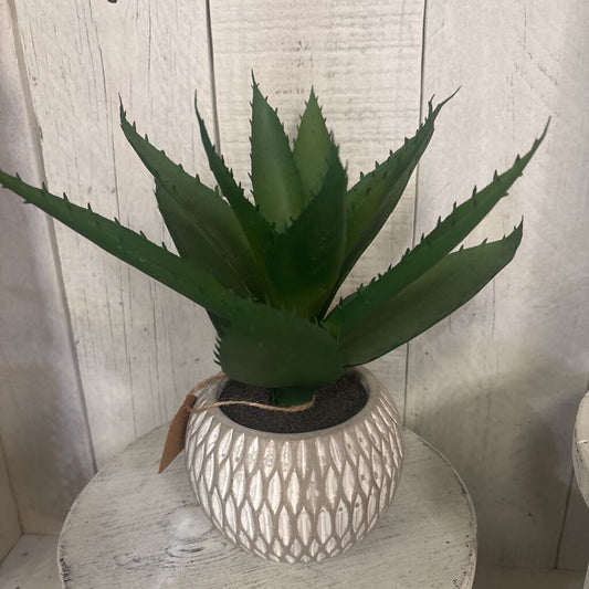 POTTED ALOE VERA PLANT
