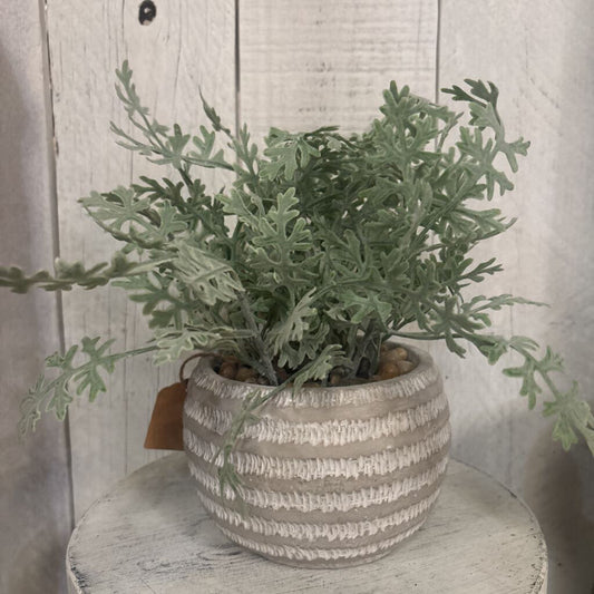 POTTED DUSTY MILLER