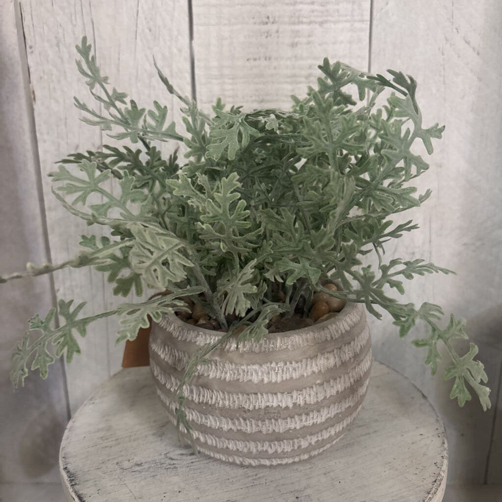 POTTED DUSTY MILLER