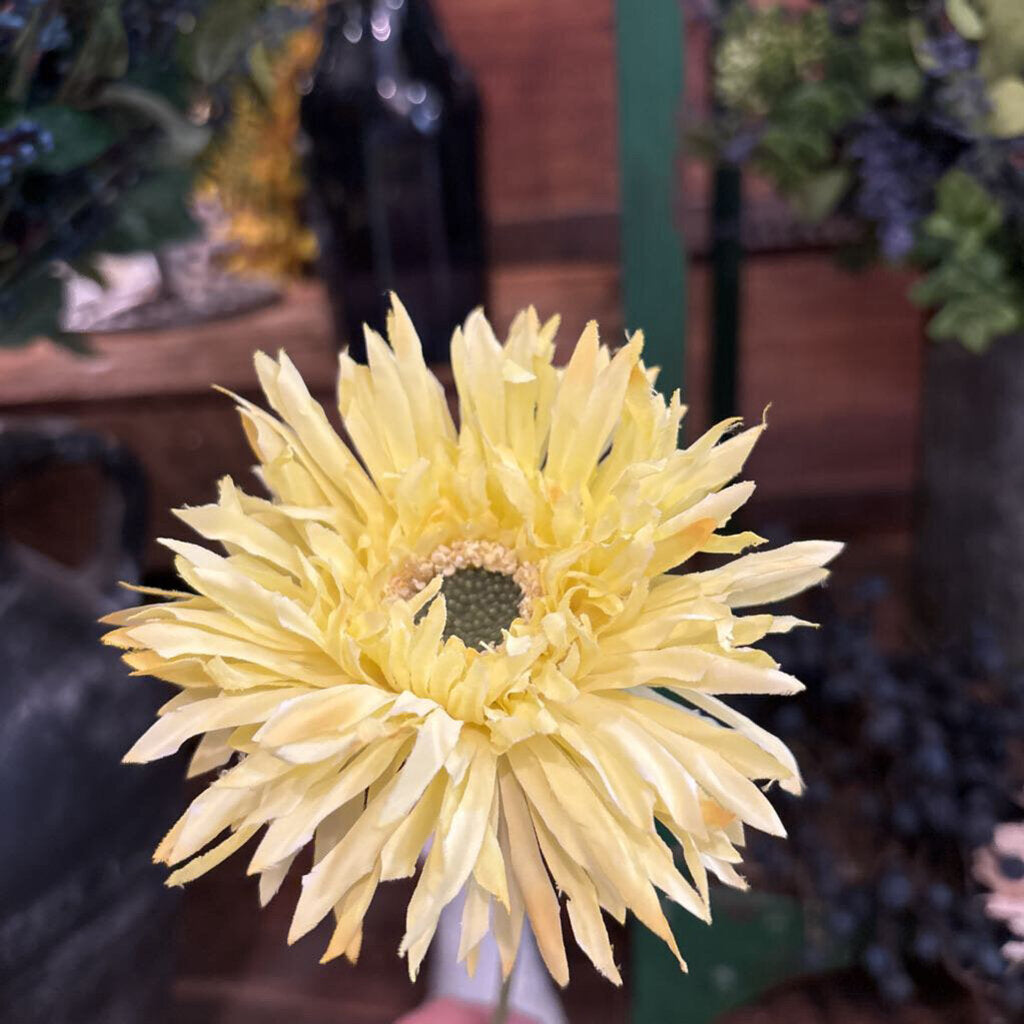 GERBERA DAISY