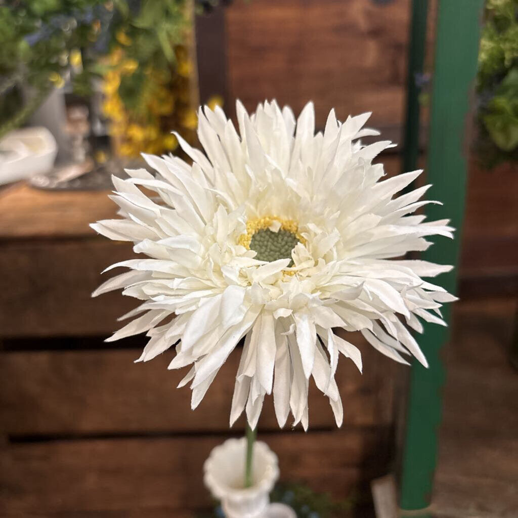 GERBERA DAISY