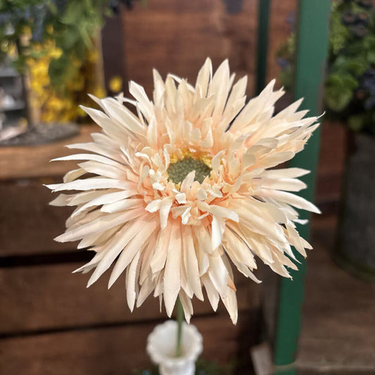 GERBERA DAISY