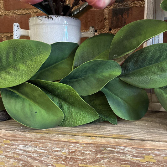 MAGNOLIA LEAVES