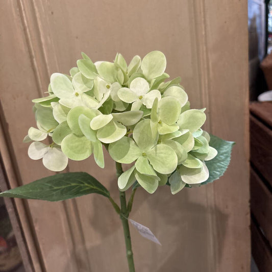 LIMELIGHT HYDRANGEA