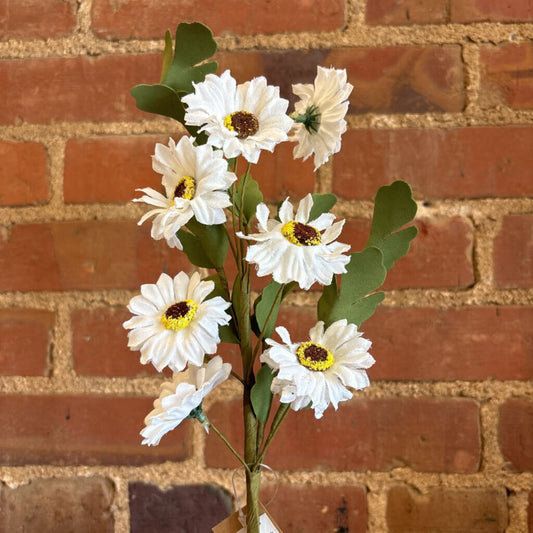 DAISY PICK
