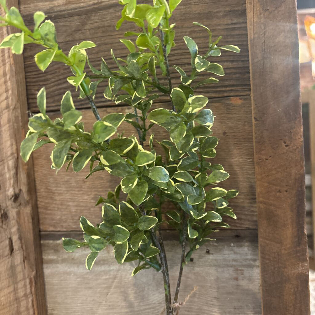 PRIVET GREENERY