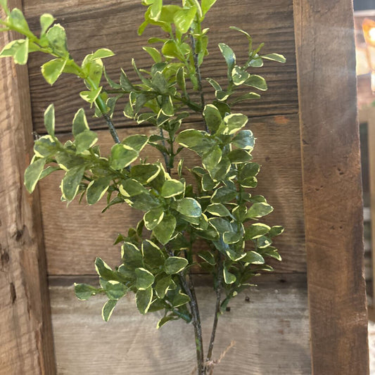 PRIVET GREENERY