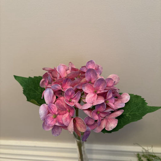 HYDRANGEA