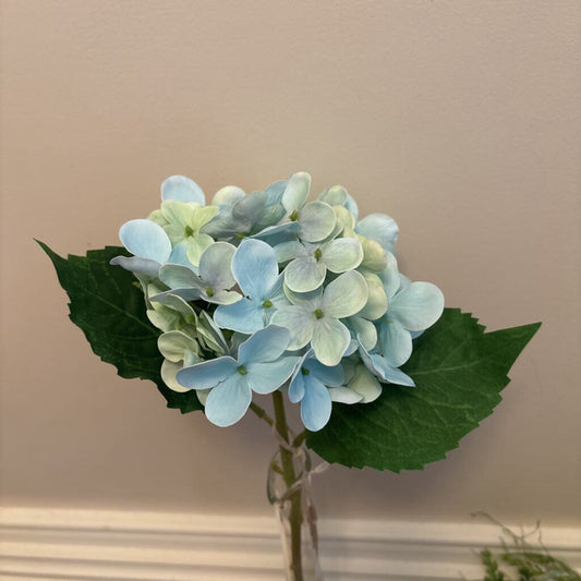 HYDRANGEA