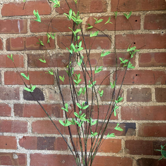 SMALL LEAVES AND TWIG