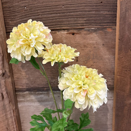 ZINNIA STEM