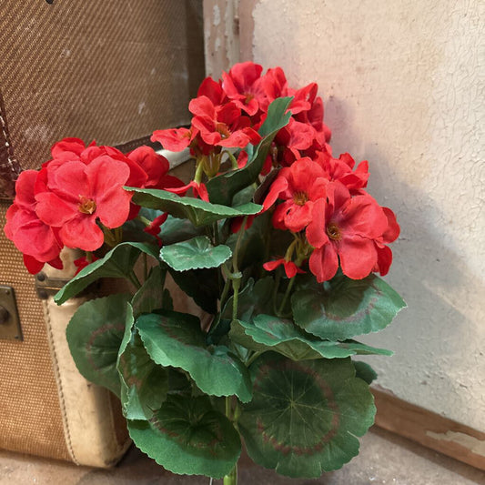 GERANIUM BUSH