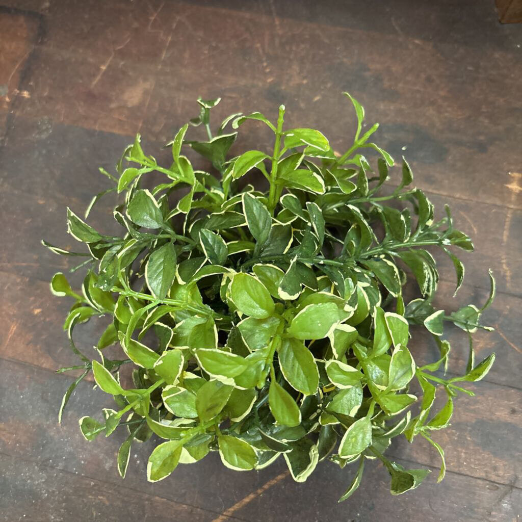 PRIVET GREENERY