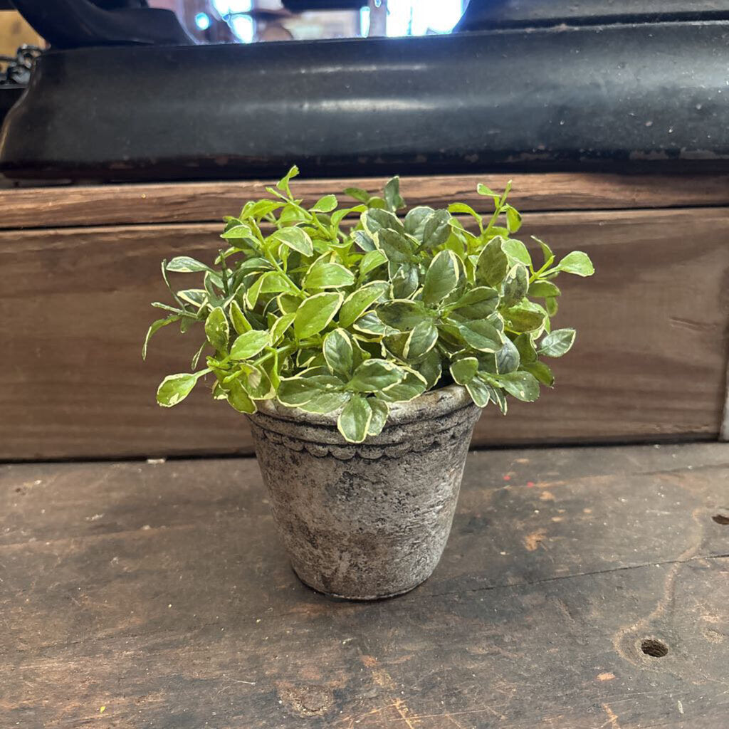 PRIVET GREENERY