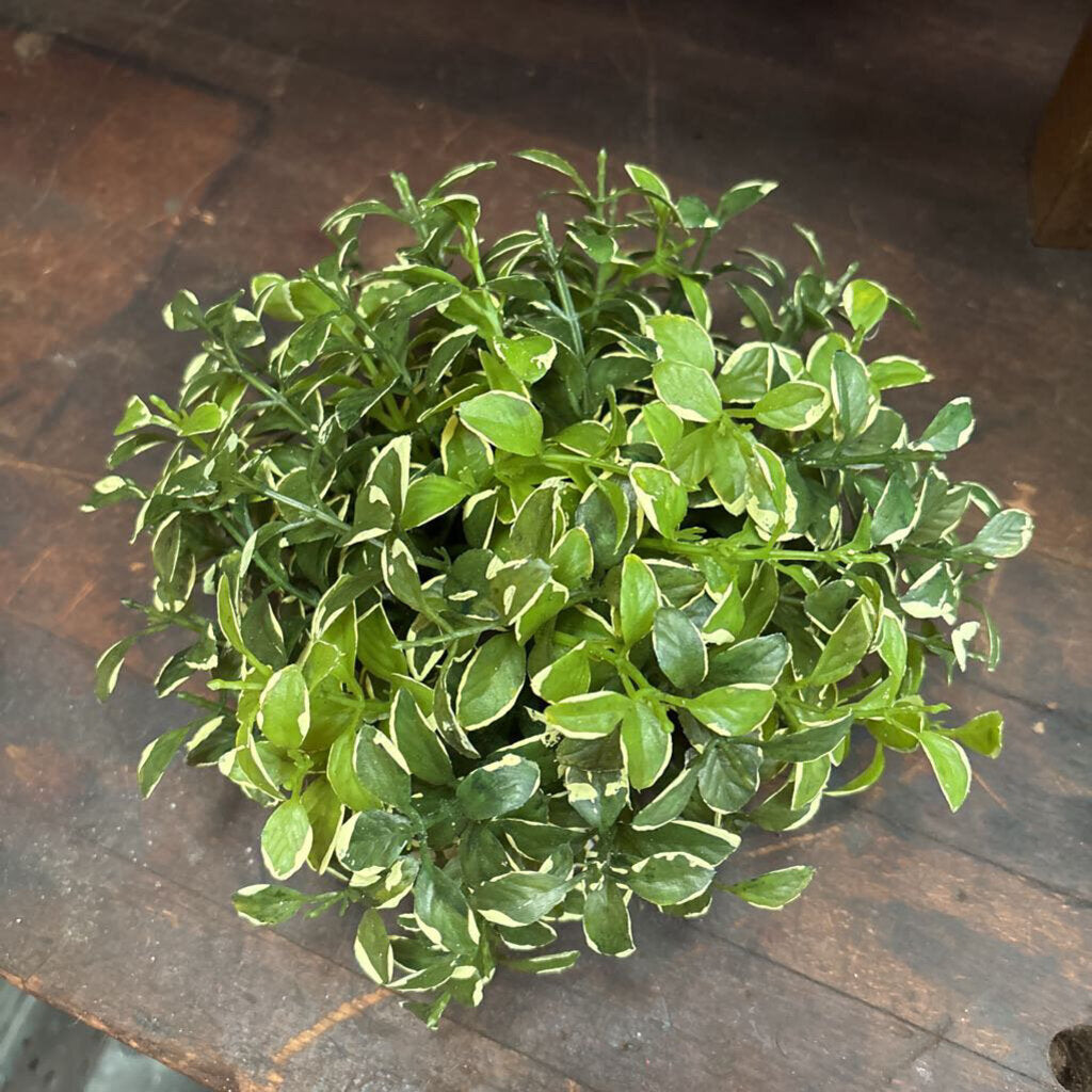 PRIVET GREENERY