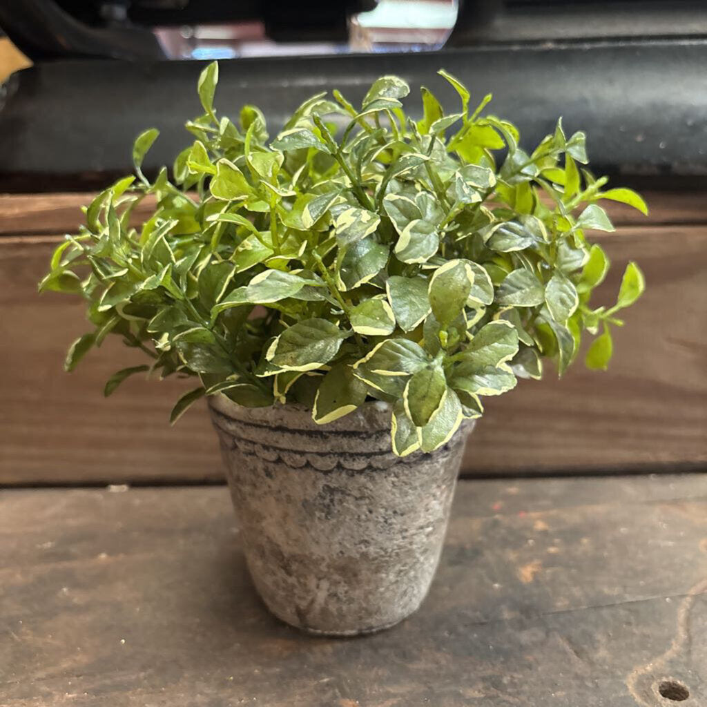 PRIVET GREENERY