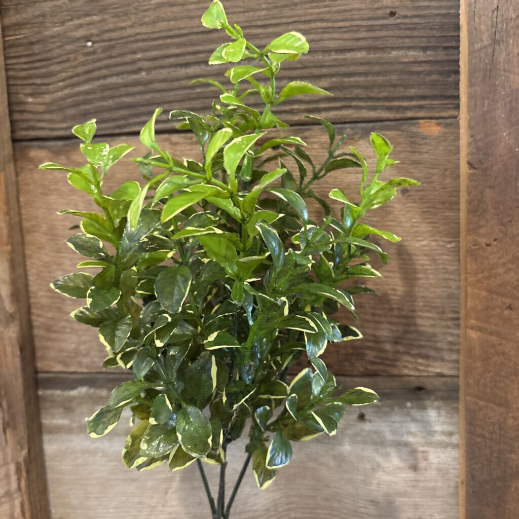 PRIVET GREENERY