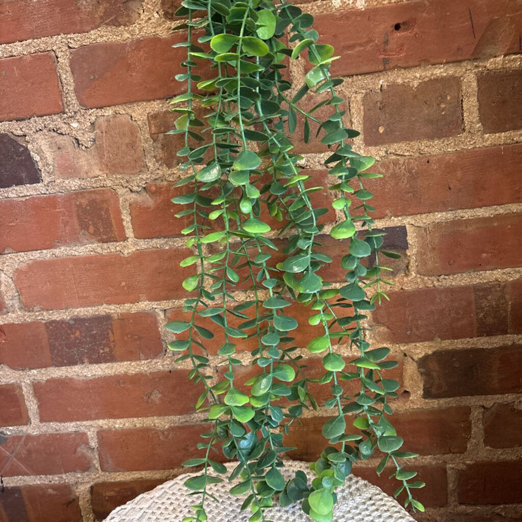 DRAPING EUCALYPTUS