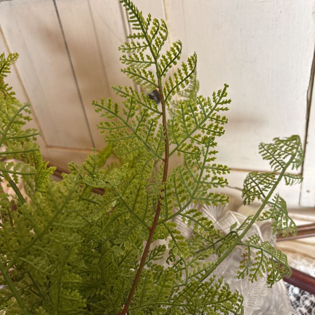 SOFT TOUCH LACE FERN