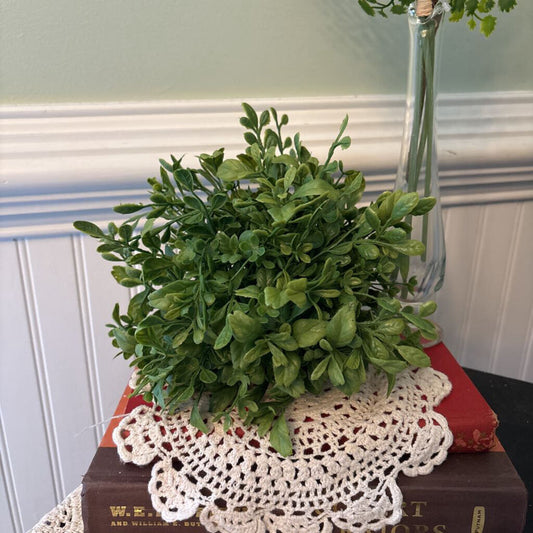 EVERGREEN ENGLISH BOXWOOD HALF SPHERE