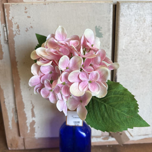 HYDRANGEA