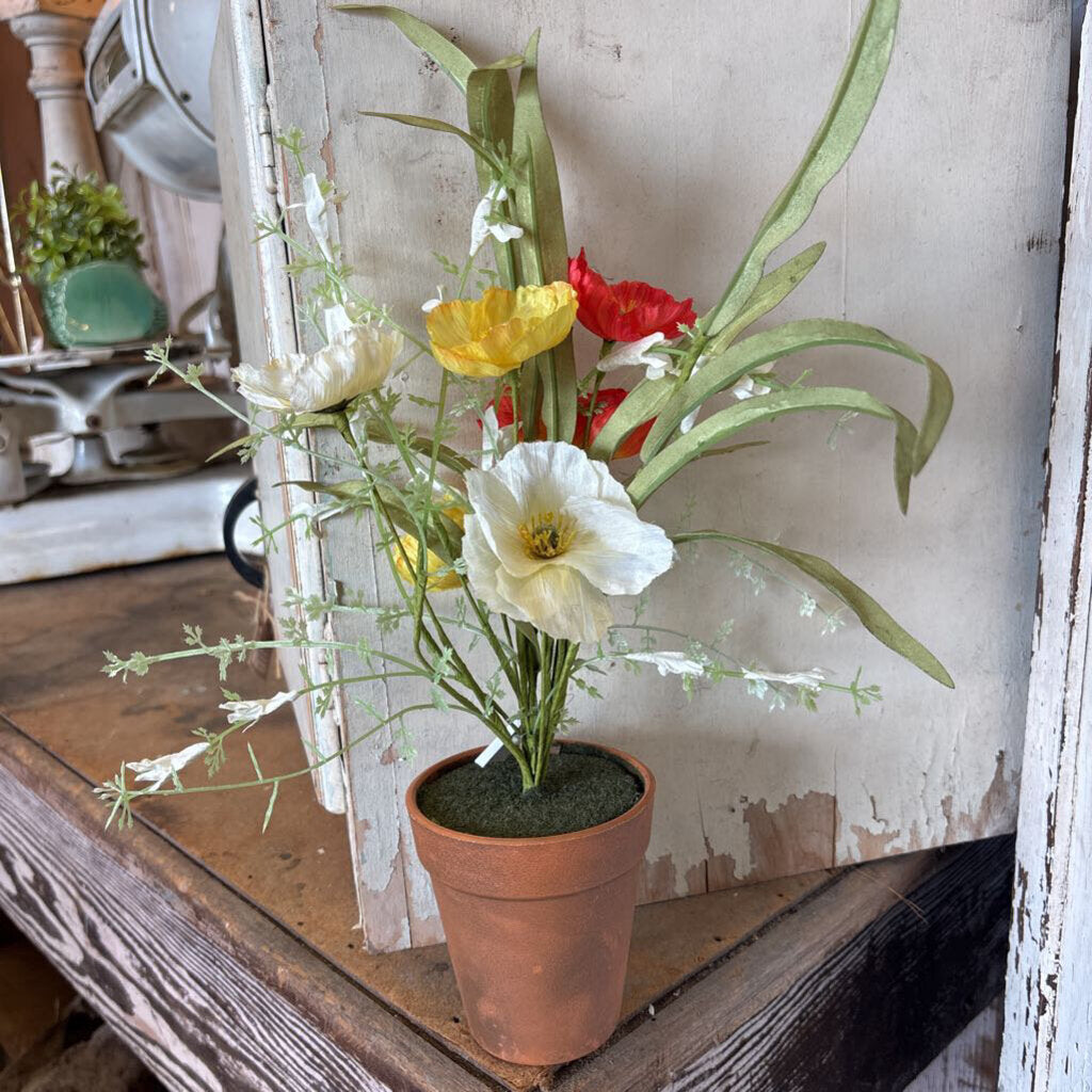 POTTED POPPIES
